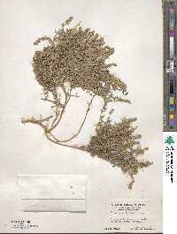 Extriplex californica image