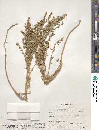 Extriplex californica image