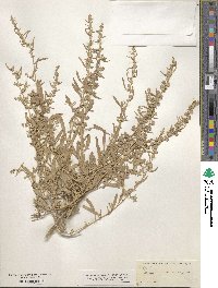 Atriplex canescens image