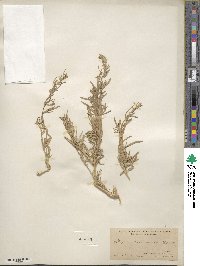 Atriplex canescens image