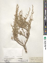 Atriplex canescens image