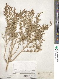 Atriplex canescens image