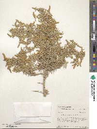 Atriplex canescens image