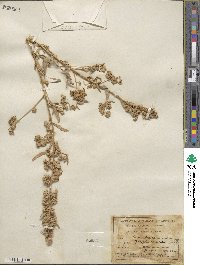 Atriplex canescens image