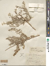 Atriplex canescens image