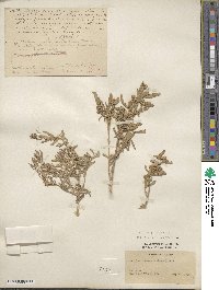 Atriplex canescens image