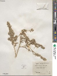 Atriplex canescens image