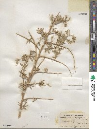 Atriplex canescens image