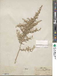 Atriplex canescens image