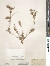 Atriplex canescens image