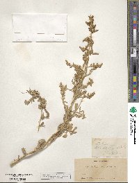 Atriplex canescens image