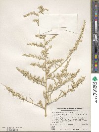 Atriplex canescens image