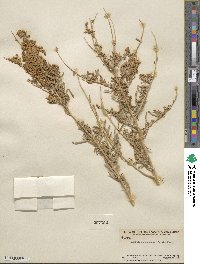 Atriplex canescens image