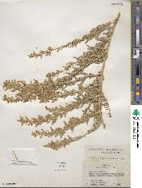 Atriplex canescens image