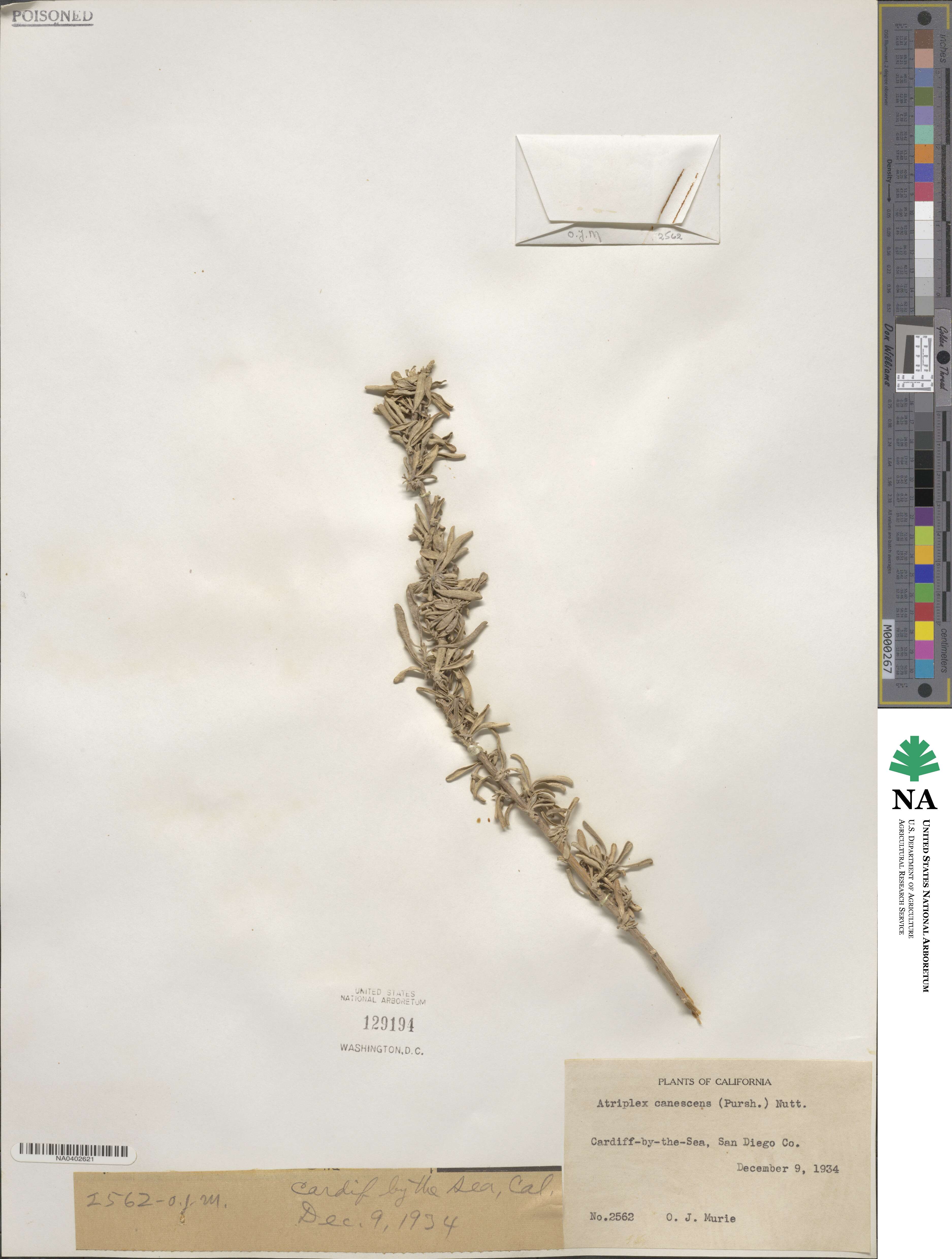 Atriplex canescens image