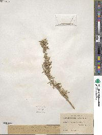 Atriplex canescens image