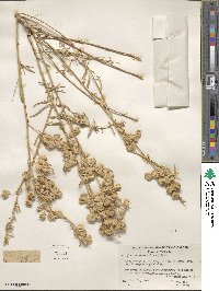 Atriplex canescens image