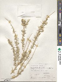 Atriplex canescens image