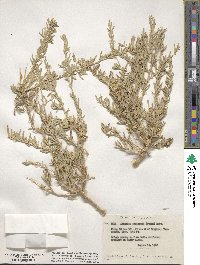 Atriplex canescens image