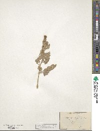 Atriplex argentea image