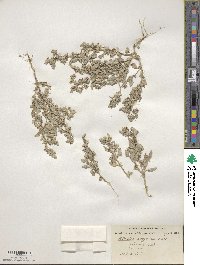 Atriplex argentea image