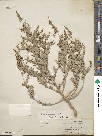 Atriplex argentea image