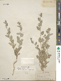 Atriplex argentea image