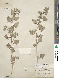 Atriplex argentea image