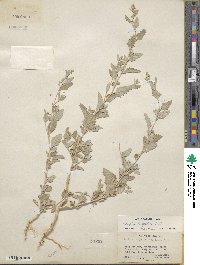 Atriplex argentea image