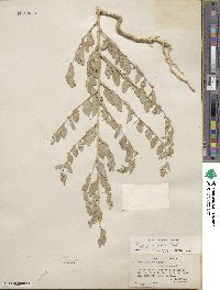 Atriplex argentea image