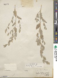 Atriplex argentea image