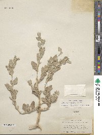 Atriplex argentea image