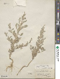 Atriplex argentea image