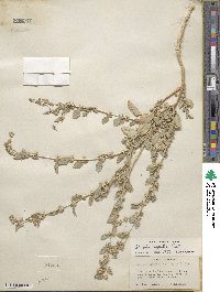 Atriplex argentea image