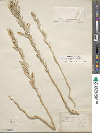 Atriplex argentea image