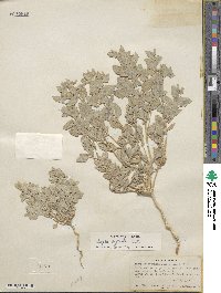 Atriplex argentea image