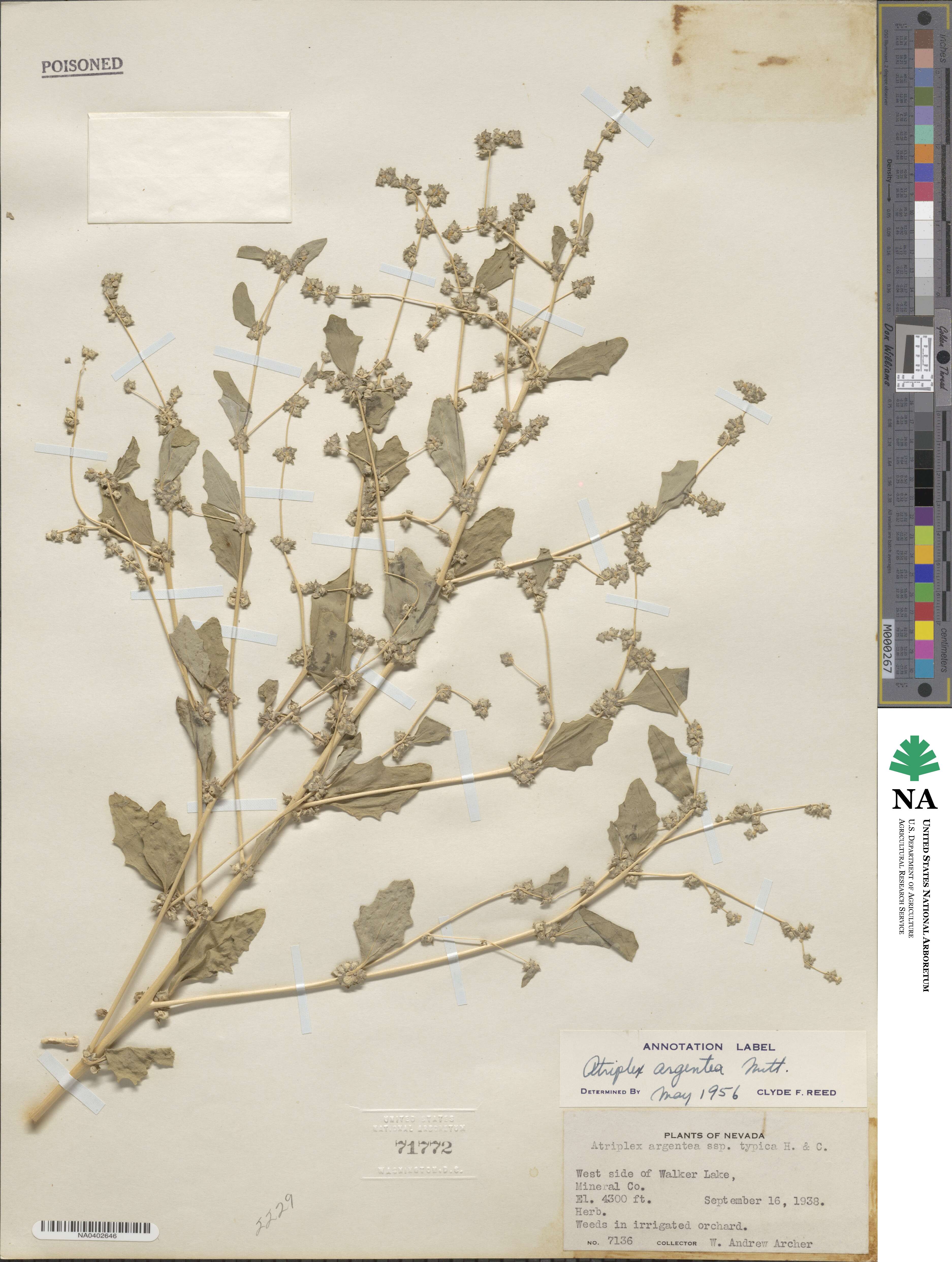 Atriplex argentea image