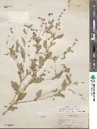 Atriplex argentea image