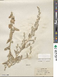 Atriplex argentea image