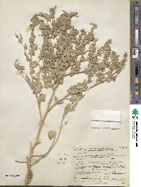 Atriplex argentea image