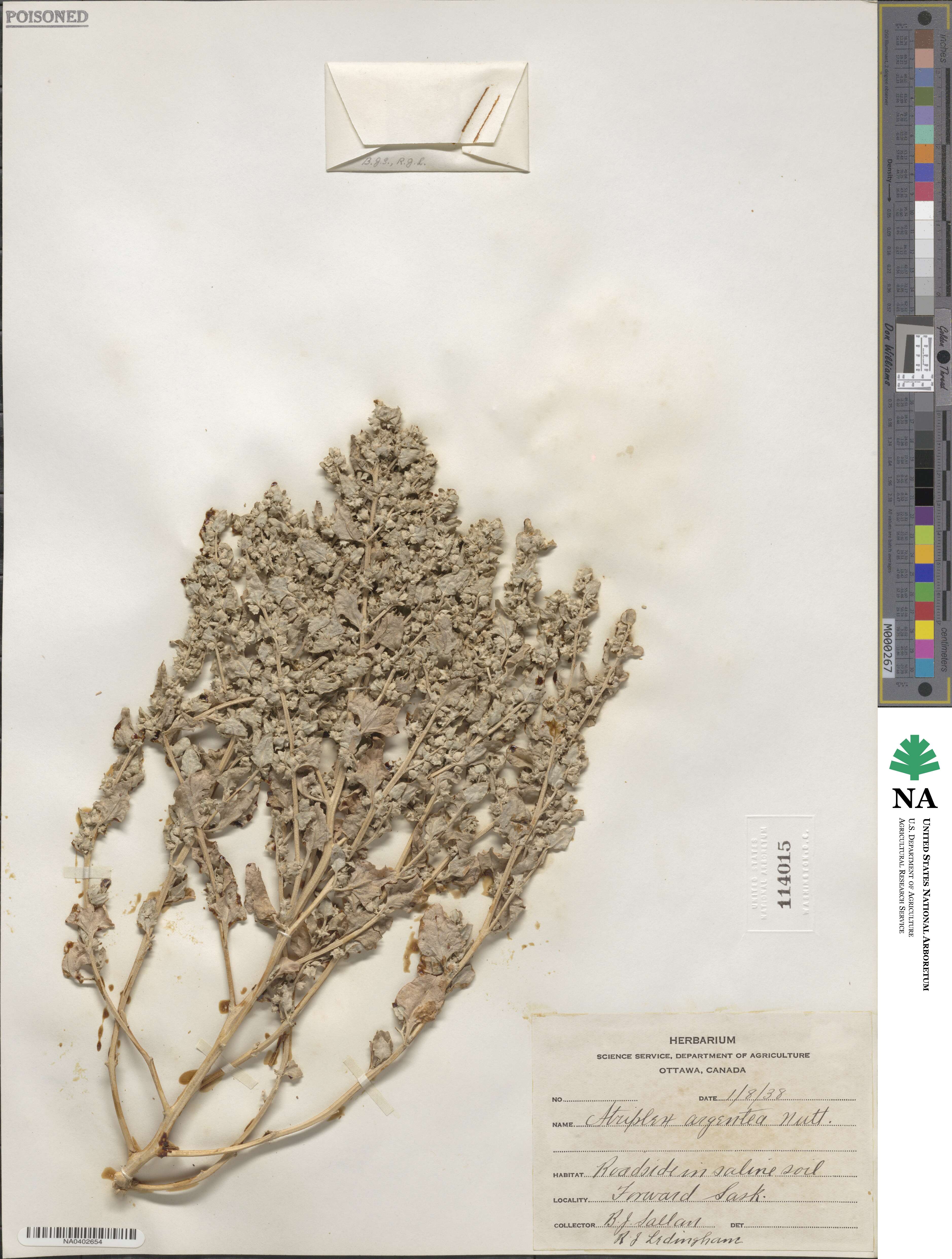 Atriplex argentea image