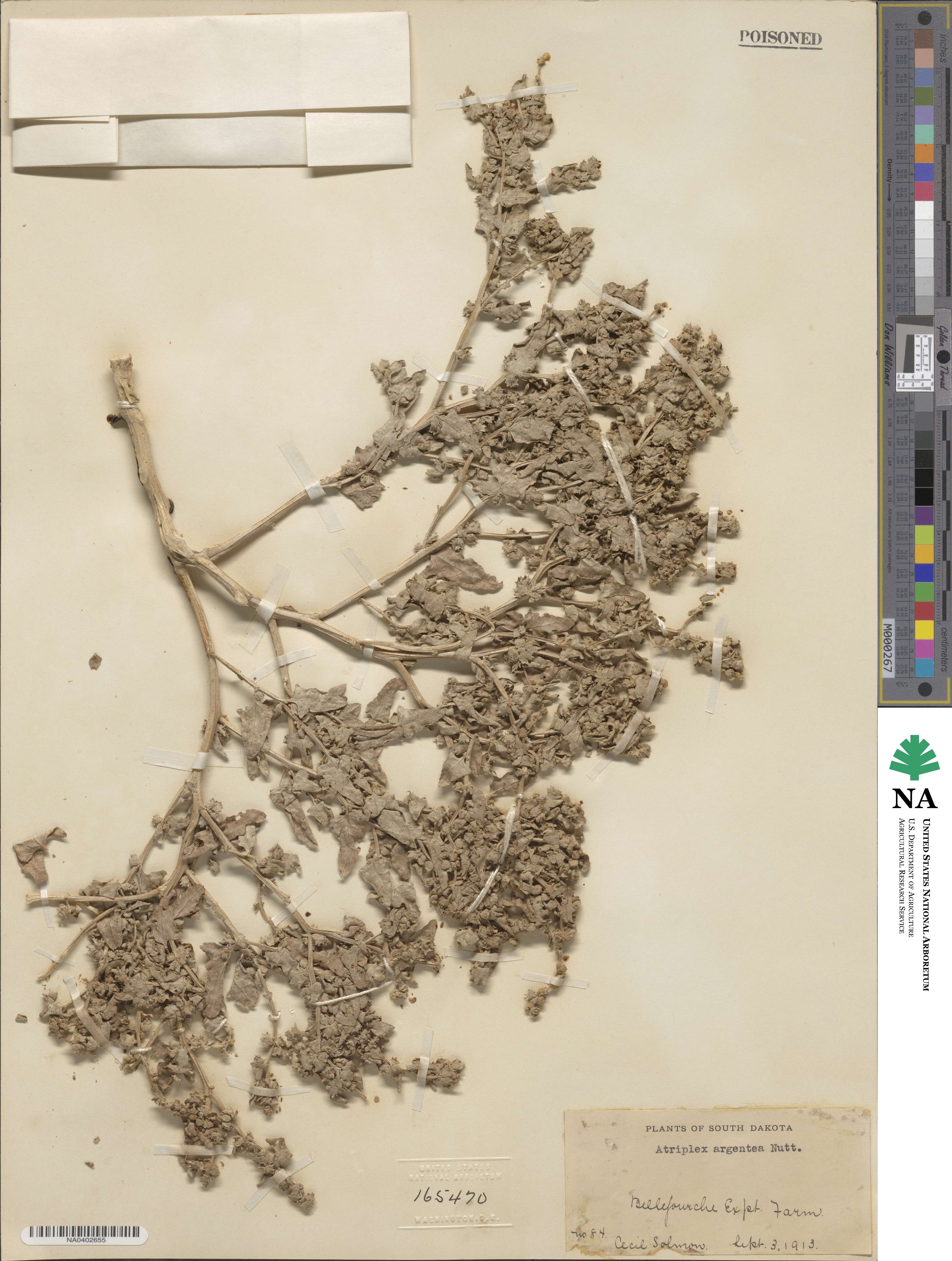 Atriplex image