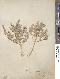 Atriplex argentea image