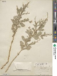 Atriplex argentea image