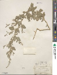 Atriplex argentea image