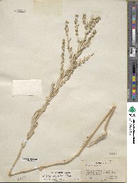 Atriplex argentea image