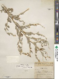 Atriplex argentea image