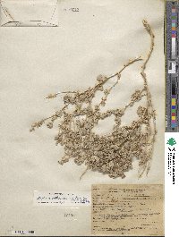 Atriplex argentea var. caput-medusae image