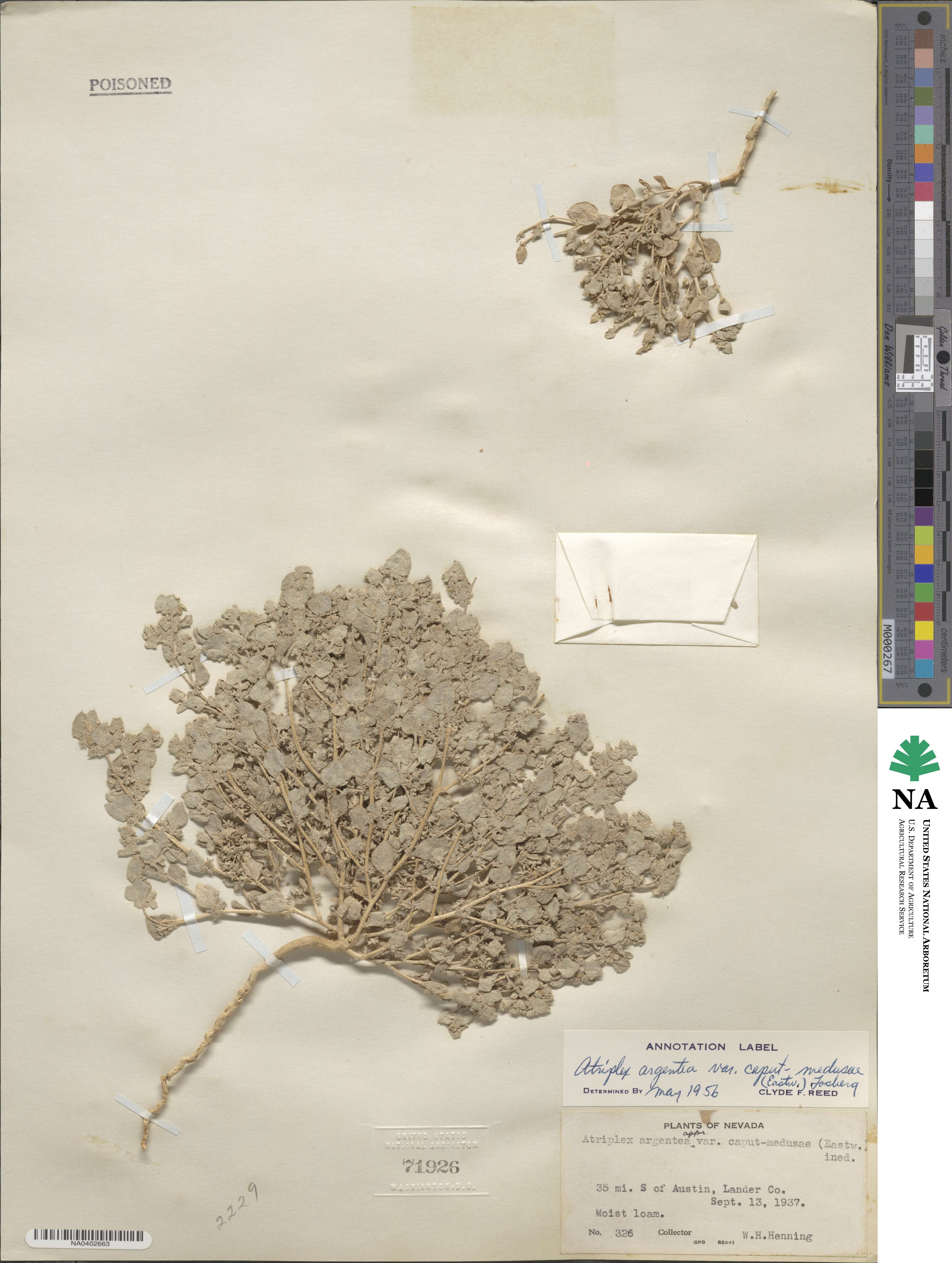 Atriplex argentea var. caput-medusae image