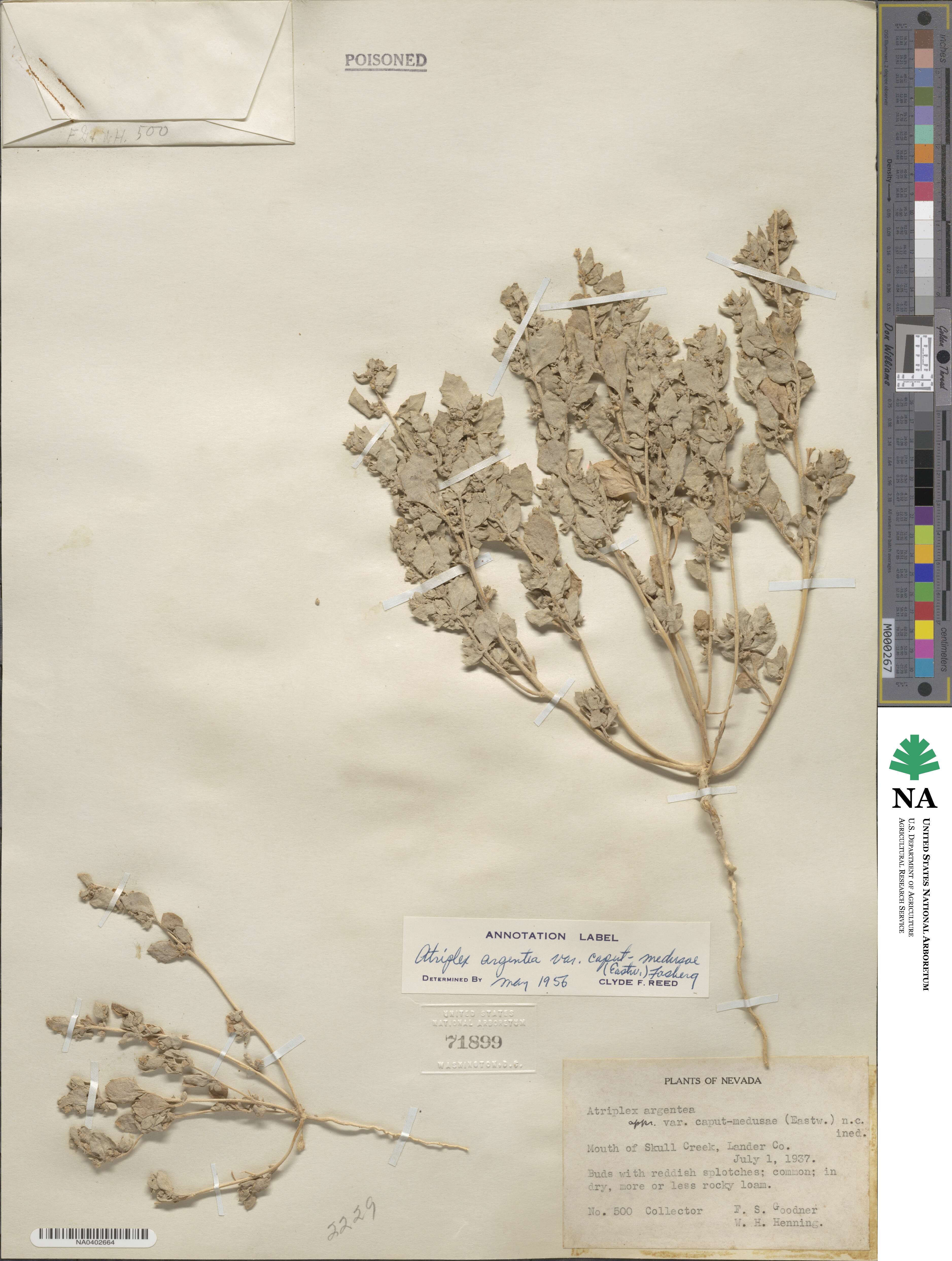 Atriplex argentea var. caput-medusae image